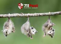 711 Possum Control Hobart image 9